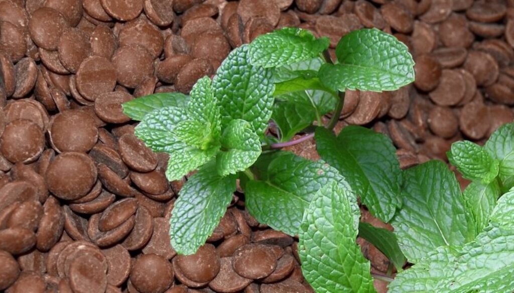 Mint Chocolate Chip