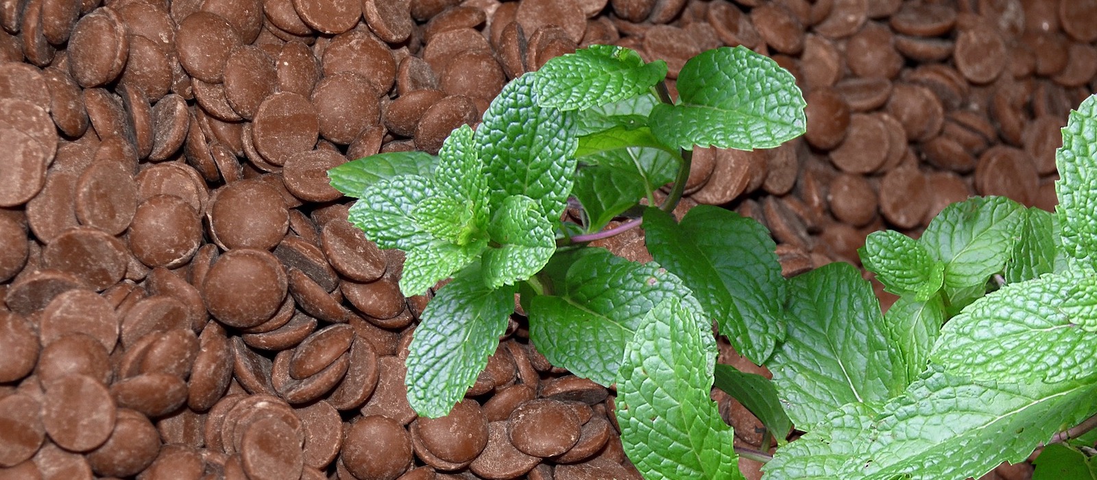 Mint Chocolate Chips
